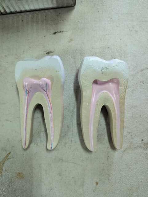 牙齒模型